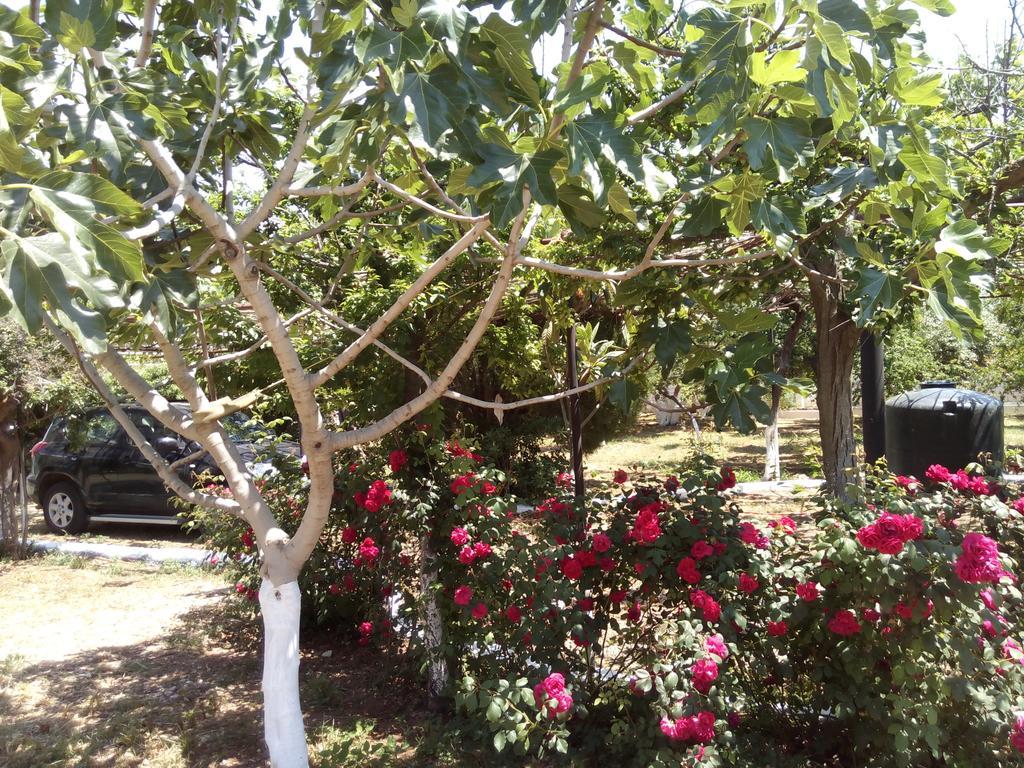 Akrogiali * Kyparissia